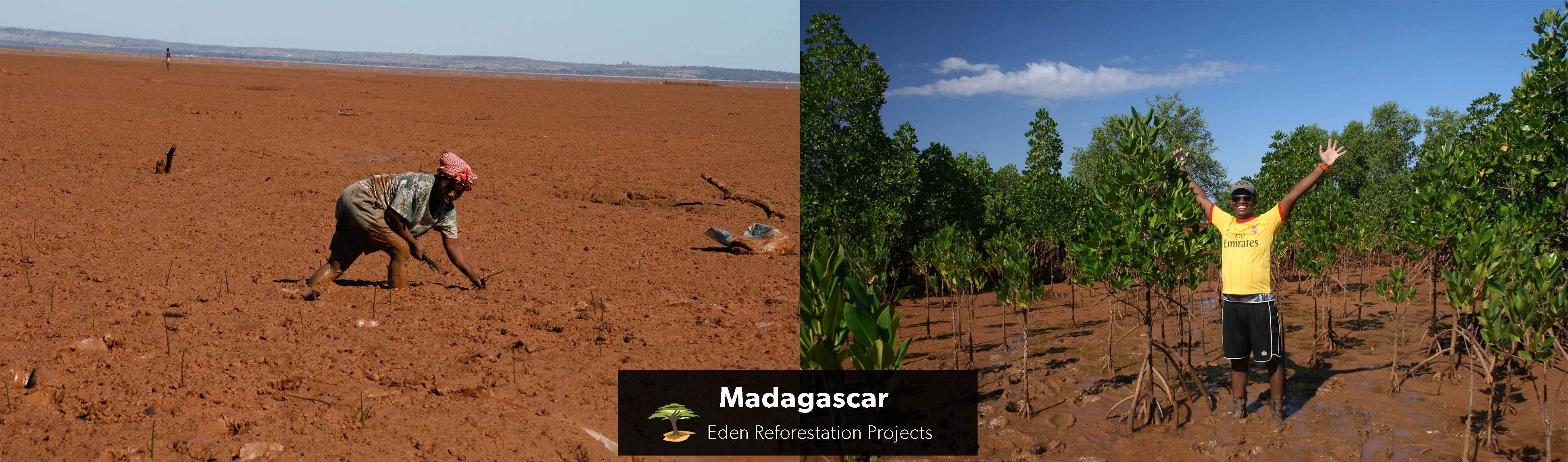 An area before and after planting trees.